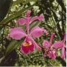 Abundance Orchid 15 ml.