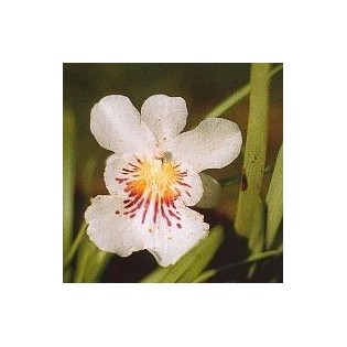 Angel-of-Protection-Orchid 15 ml.