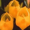 Venus-Orchid 15 ml.