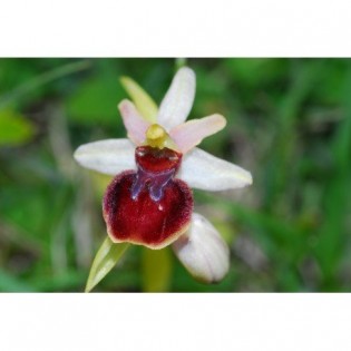 12 - Ophrys Sphegodes 15 ml.