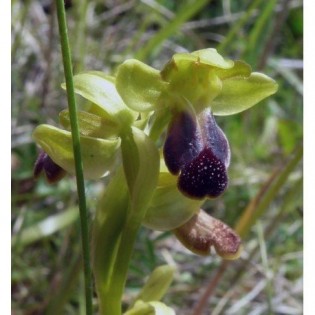 10 - Ophrys Fusca 15 ml.