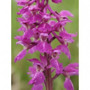 15 - Orchis Mascula 15 ml.