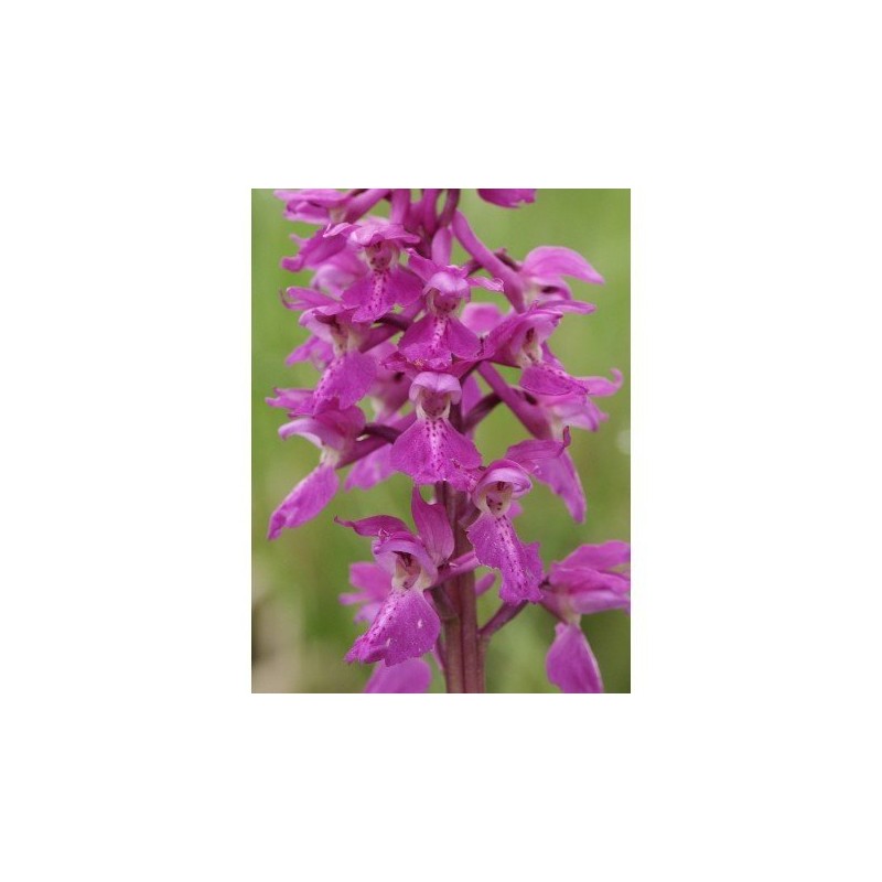 15 - Orchis Mascula 15 ml.