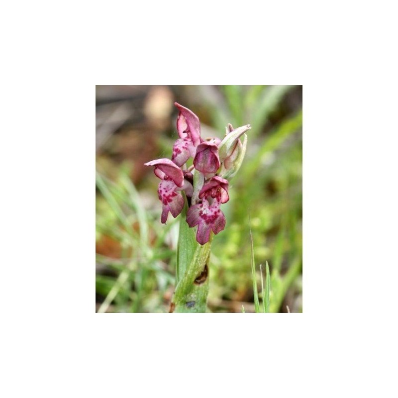 14 - Orchis Fragans 15 ml.