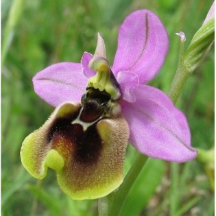 13 - Ophrys Tenthredinifera  15 ml.