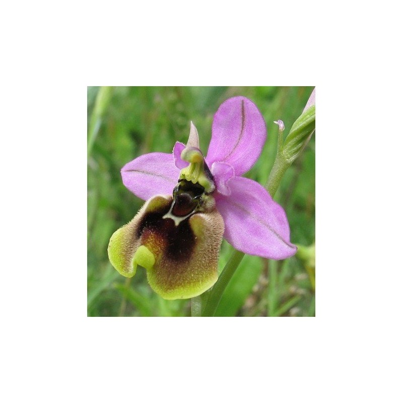 13 - Ophrys Tenthredinifera  15 ml.