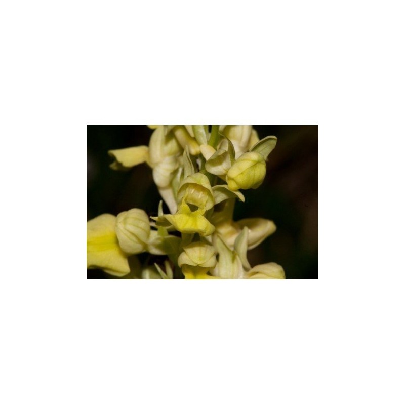 17 - Orchis Pallens 15 ml.