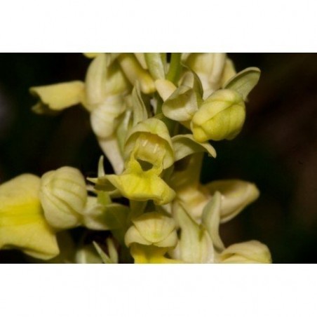 17 - Orchis Pallens 15 ml.