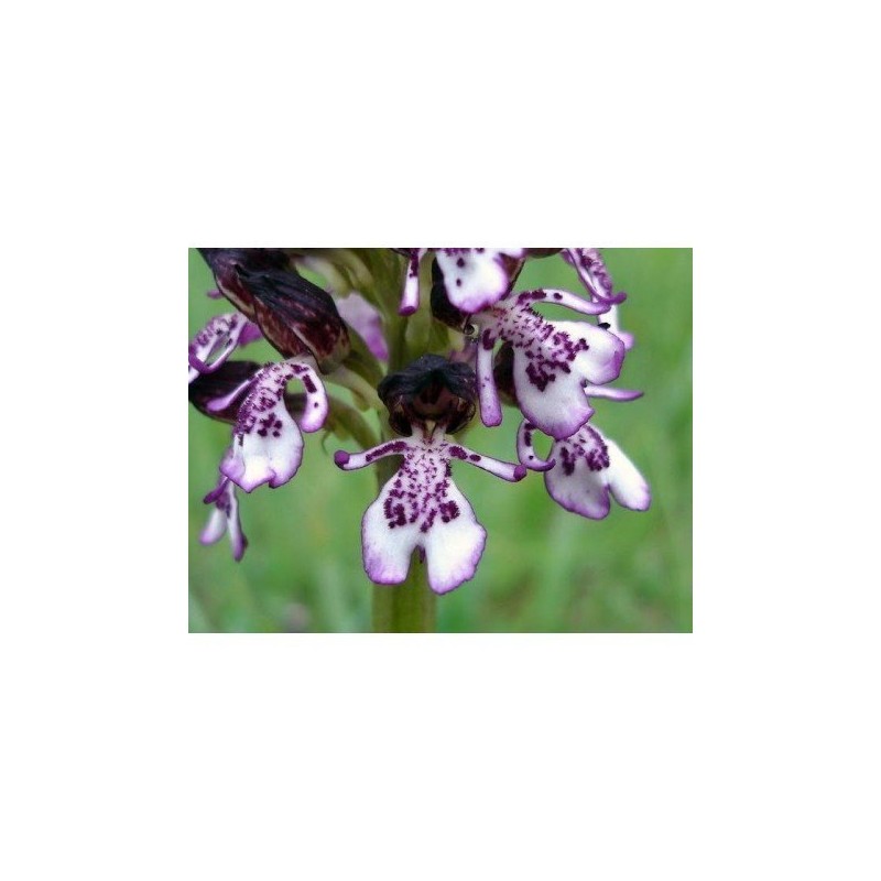 18 - Orchis Purpurea 15 ml.