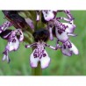 18 - Orchis Purpurea 15 ml.