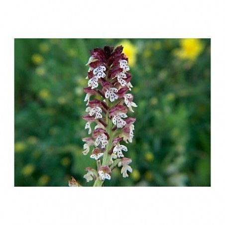 20 - Orchis Ustulata 15 ml.