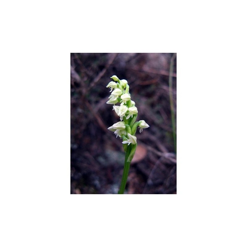 8 - Neotinea Maculata 15 ml.