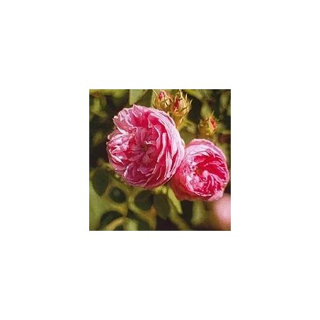 Provence Rose 15 ml.