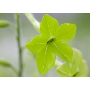 Green Nicotiana 7,5-30 ml.
