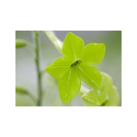 Green Nicotiana 7,5-30 ml.