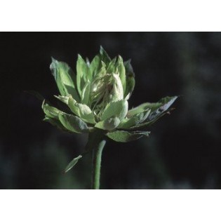 Green Rose 7,5-30 ml.