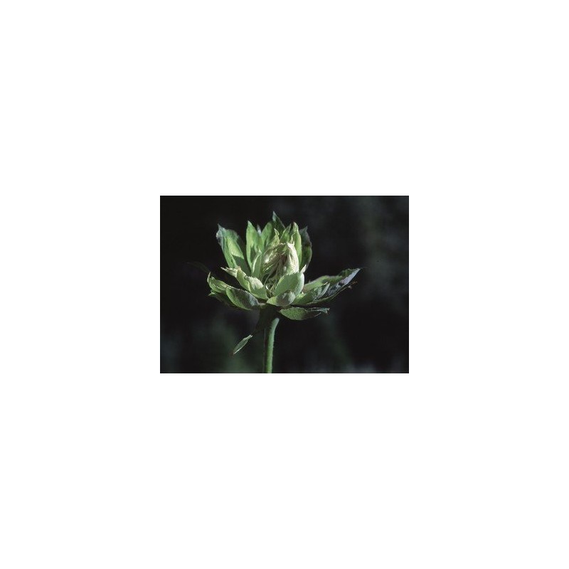 Green Rose 7,5-30 ml.
