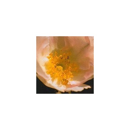 Japanese Rose 15 ml.