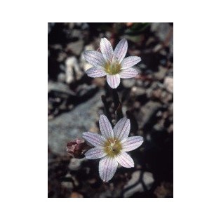 Lewisia 7,5-30 ml.