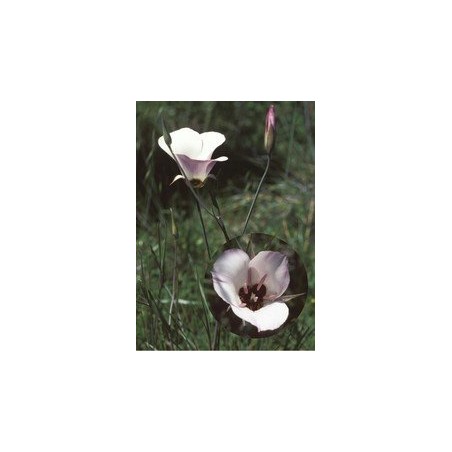 Splendid Mariposa Lily  7,5-30 ml.