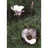 Splendid Mariposa Lily  7,5-30 ml.
