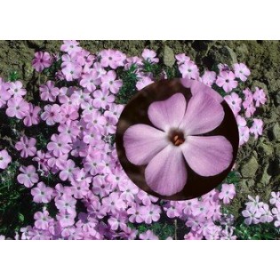 Spreading Phlox 7,5-30 ml.