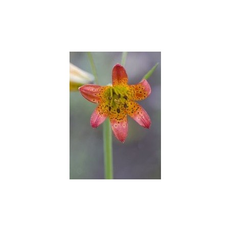 Alpine Lily  7,5-30 ml.