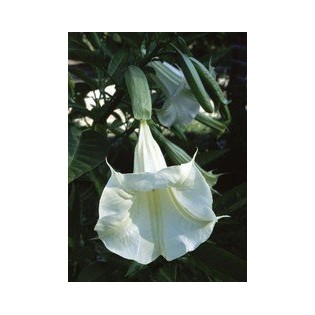 Angel's Trumpet  7,5-30 ml.