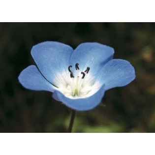 Baby Blue Eyes 7,5-30 ml.