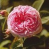Rosa Reina de Dinamarca 15 ml.