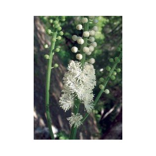 Black Cohosh 7,5-30 ml.