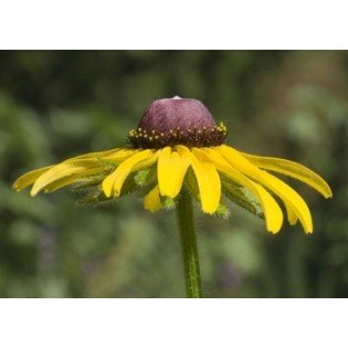 Black Eyed Susan 7,5-30 ml.