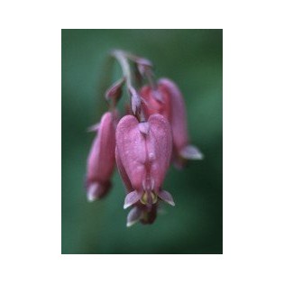 Bleeding Heart - Corazoncillo  7,5-30 ml.
