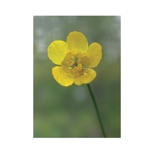 Buttercup - Copa de Oro  7,5-30 ml.