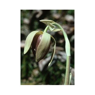 California Pitcher Plant  7,5-30 ml.