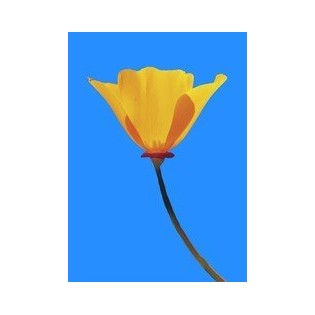 California Poppy  7,5-30 ml.