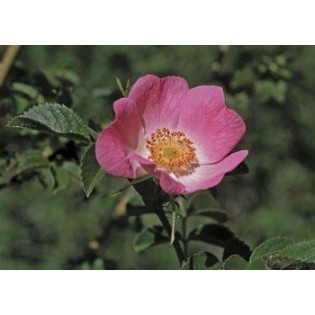 California Wild Rose 7,5-30 ml.
