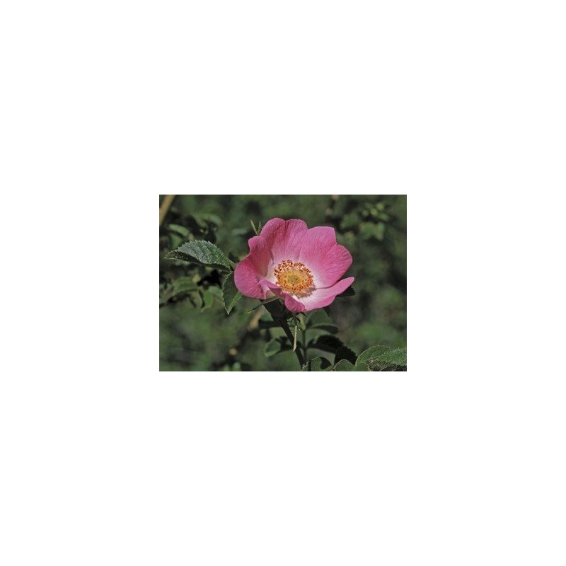 California Wild Rose 7,5-30 ml.