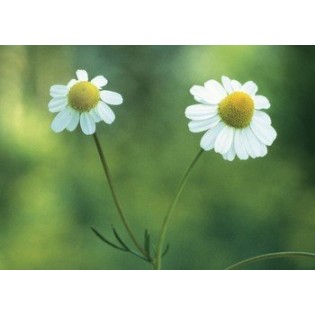 Chamomile - Manzanilla 7,5-30 ml.