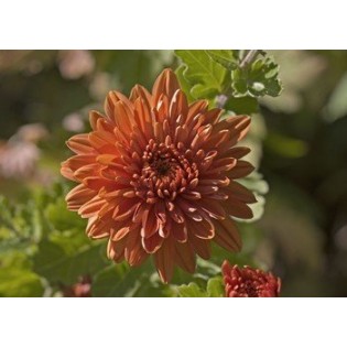 Chrysanthemum 7,5-30 ml.