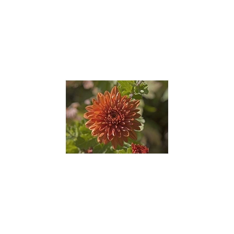 Chrysanthemum 7,5-30 ml.