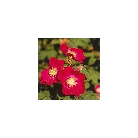 Rosa Tibetana de Montaña 15 ml.