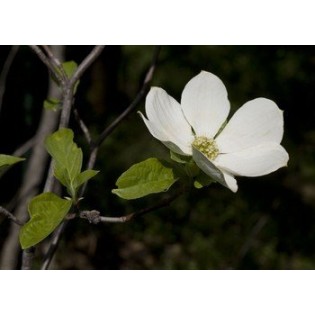 Dogwood  7,5-30 ml.