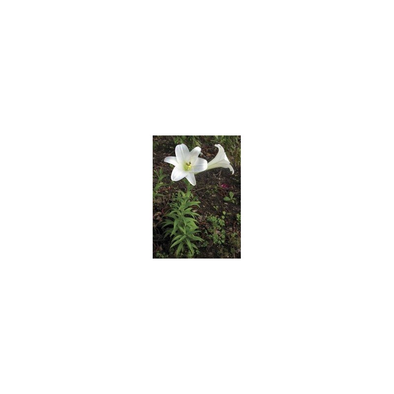 Easter Lily  7,5-30 ml.