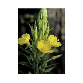 Evening Primrose 7,5-30 ml.