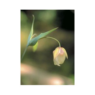 Fairy Lantern  7,5-30 ml.