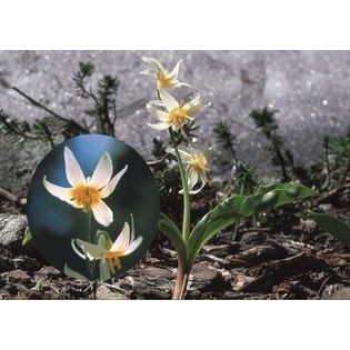 Fawn Lily 7,5-30 ml.