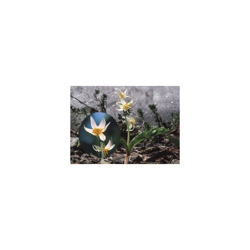 Fawn Lily 7,5-30 ml.