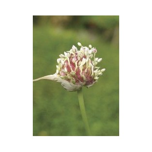 Garlic - Ajo  7,5-30 ml.