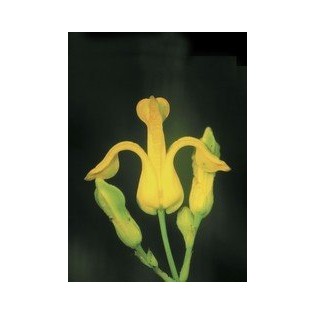 Golden Ear Drops 7,5-30 ml.